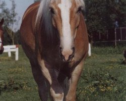 horse Nelvin 3 (Haflinger, 2001, from Nebos II (3,125% ox))