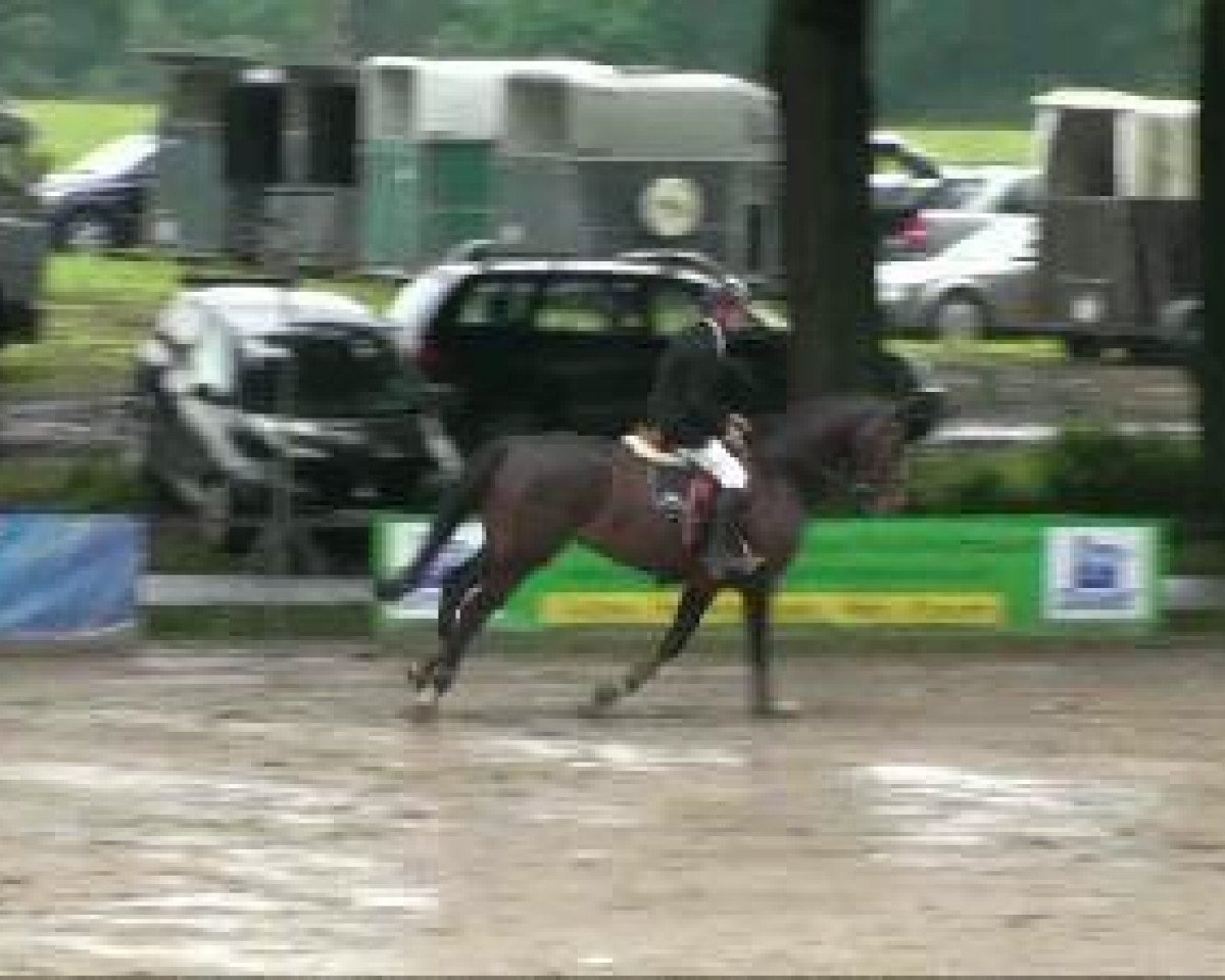 Springpferd Emilia 35 (Rheinländer, 2005, von Extasy 6)