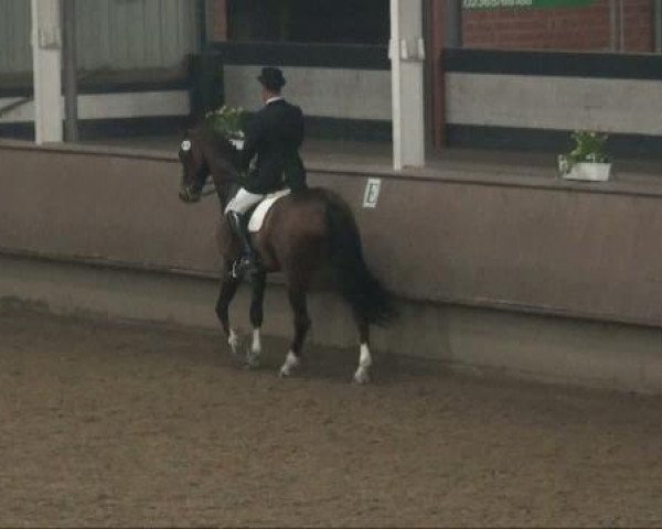 dressage horse Ehrenklang H (Rhinelander, 2000, from Ehrentanz I)