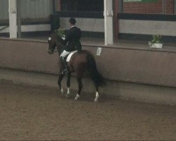 dressage horse Ehrenklang H (Rhinelander, 2000, from Ehrentanz I)