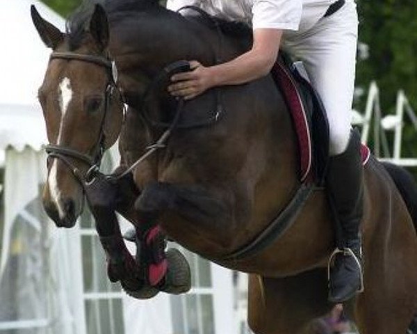 Springpferd Lucifer 67 (Westfale, 2004, von Lenardo)