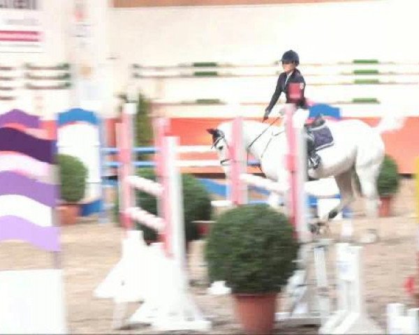 Springpferd Calimero 345 (Holsteiner, 1998, von Calido I)