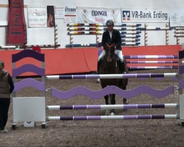 broodmare Tempeltänzerin (Holsteiner, 2003, from Classido)