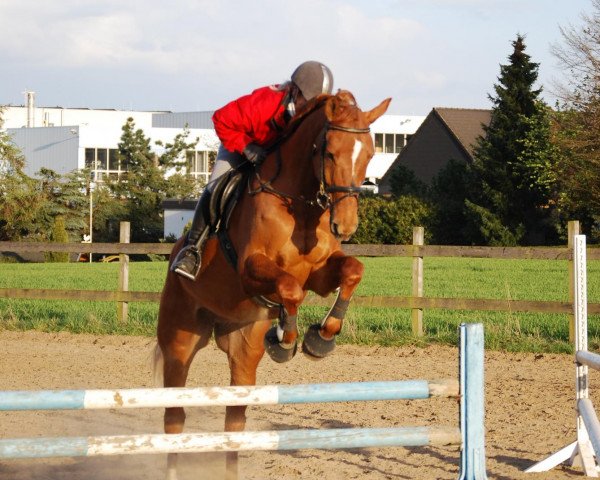 Dressurpferd Fyno Finelli (Westfale, 2000, von Focus)