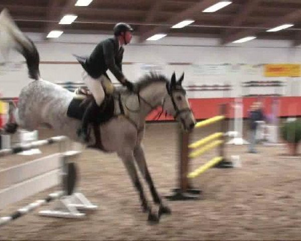 jumper Liberty's Gracia (German Sport Horse, 2004, from Liberty Son)