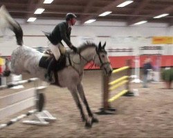 jumper Liberty's Gracia (German Sport Horse, 2004, from Liberty Son)