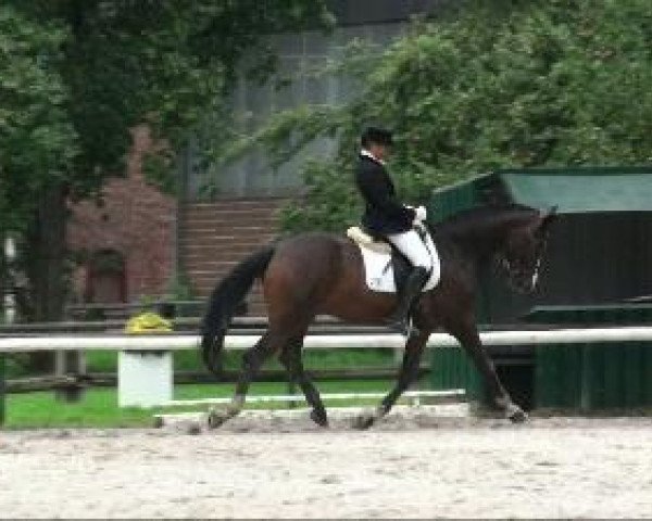 dressage horse Sir Jasper (Rhinelander, 2004, from Show Star) dressage horse Sir Jasper (Rhinelander, 2004, from Show Star)