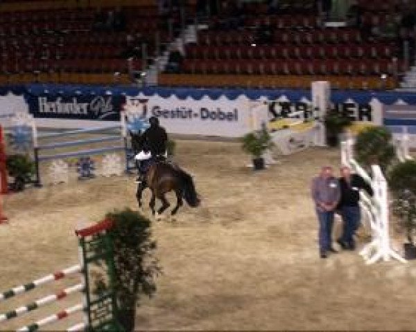 Springpferd Camegro (Westfale, 2003, von Con Capitol)