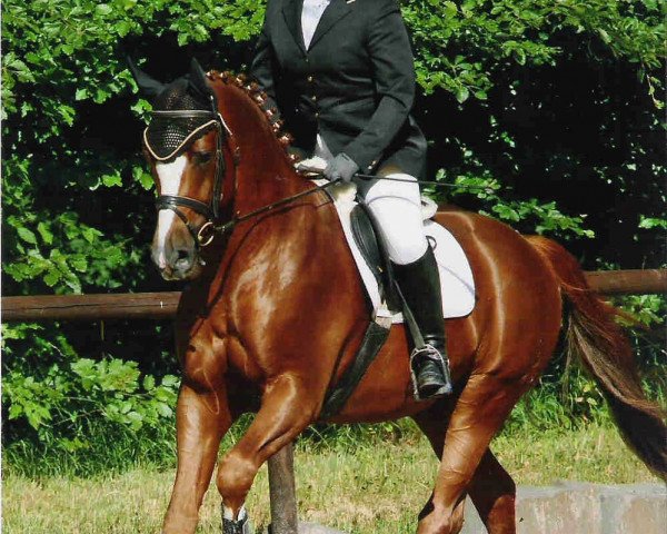Springpferd Rusty Royal (Oldenburger, 2006, von Rio Zeus)