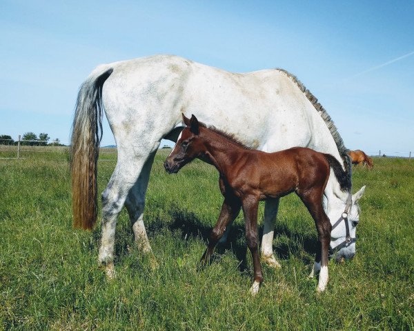 Pferd Coco Chanel E (Holsteiner, 2020, von Colore)