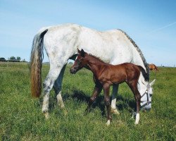 horse Coco Chanel E (Holsteiner, 2020, from Colore)