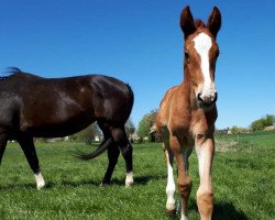 horse Castagna E (Holsteiner, 2020, from Cancara)
