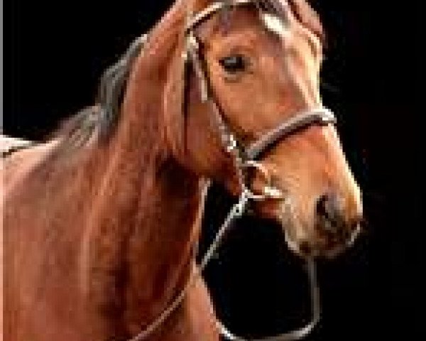 broodmare Lusiana (Westphalian, 2001, from Lamoureux I)