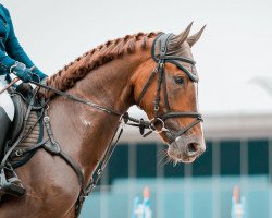 Pferd Grandeur (Hannoveraner, 2016, von Grand Stakkato)