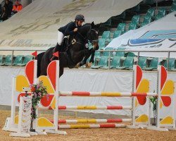 jumper Dexter 294 (German Sport Horse, 2018, from Diarado)
