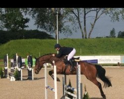 jumper Acolanda de Talma (Holsteiner, 2017, from Adagio de Talma)