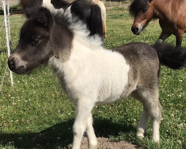 Zuchtstute Dorosalas Alexa (Shetland Pony (unter 87 cm), 2022, von Yago von der Klia)