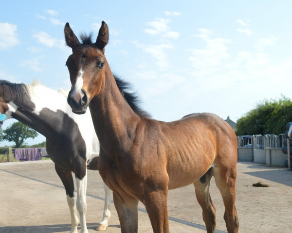 horse Romance Roundthorn (KWPN (Royal Dutch Sporthorse), 2022, from Colandro)