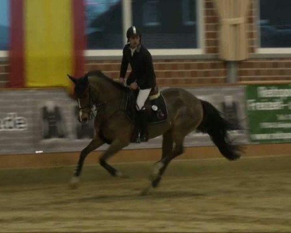 broodmare Unlimited Bifi (Holsteiner, 2004, from Betel xx)