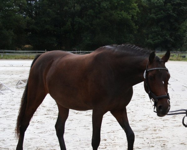 broodmare Dornröschen K. (German Riding Pony, 2018, from HET Don´t forget me)