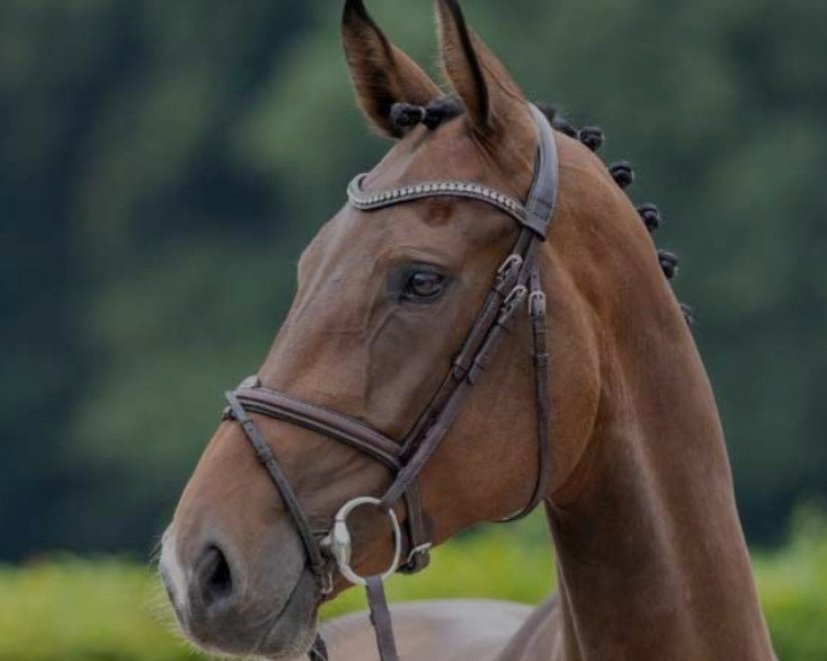 jumper Soluna 2 (Westphalian, 2018, from Stakkato Gold)