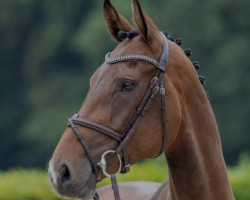 Springpferd Soluna 2 (Westfale, 2018, von Stakkato Gold)
