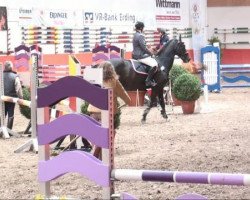 Springpferd Reda 3 (Tschechisches Warmblut, 2001, von Renomee)