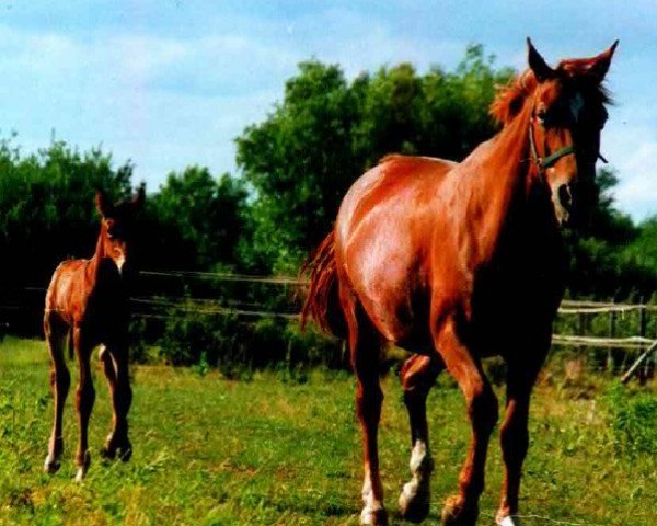 broodmare Bernadet (KWPN (Royal Dutch Sporthorse), 1983, from Zeus)