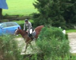 jumper Look like more (Westphalian, 2005, from Lupicor)