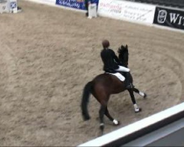 jumper Carry Brown P (Oldenburg, 2004, from Carry Gold) jumper Carry Brown P (Oldenburg, 2004, from Carry Gold)