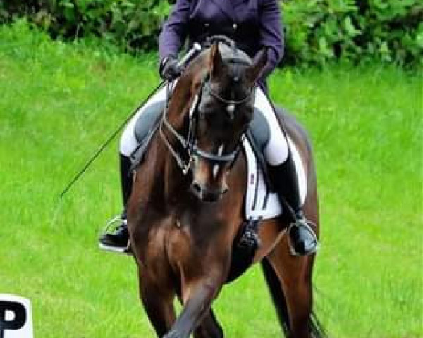 horse Déjà Vu Roundthorn (KWPN (Royal Dutch Sporthorse), 2008, from Sandreo)