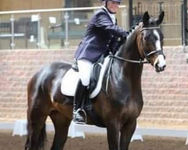horse Free Style Roundthorn (KWPN (Royal Dutch Sporthorse), 2010, from Sarkozy)