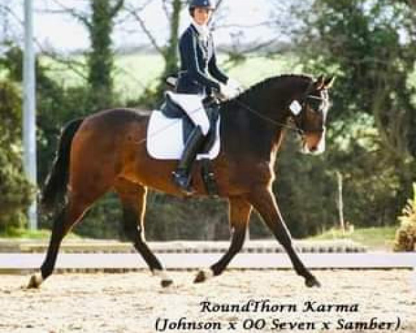 horse Karma Roundthorn (KWPN (Royal Dutch Sporthorse), 2015, from Glock's Johnson Tn)