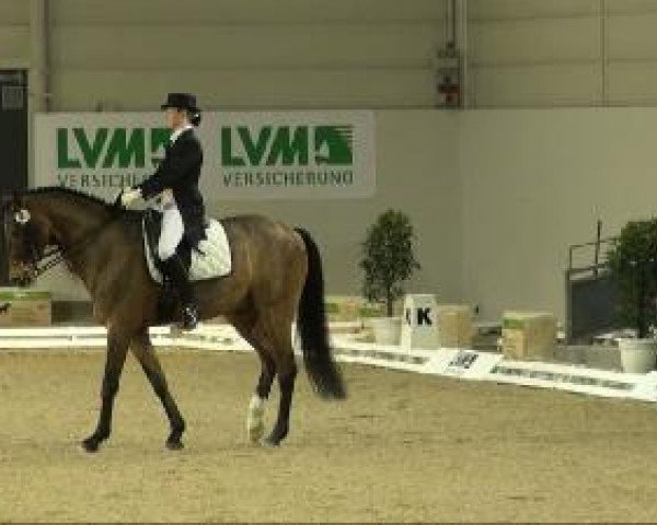 Pferd Remington Steele (Westfale, 1998, von Regazzoni)
