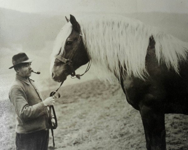 Deckhengst Mittler (Schwarzwälder Kaltblut, 1936, von Milan) Deckhengst Mittler (Schwarzwälder Kaltblut, 1936, von Milan)