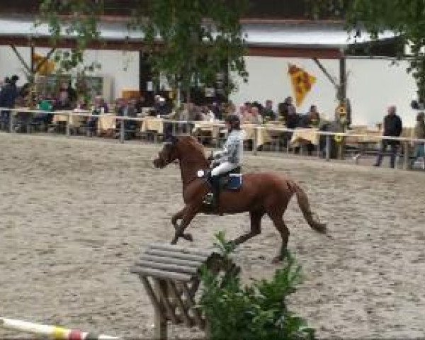 broodmare Princess of Power (German Riding Pony, 2001, from Power and Paint)