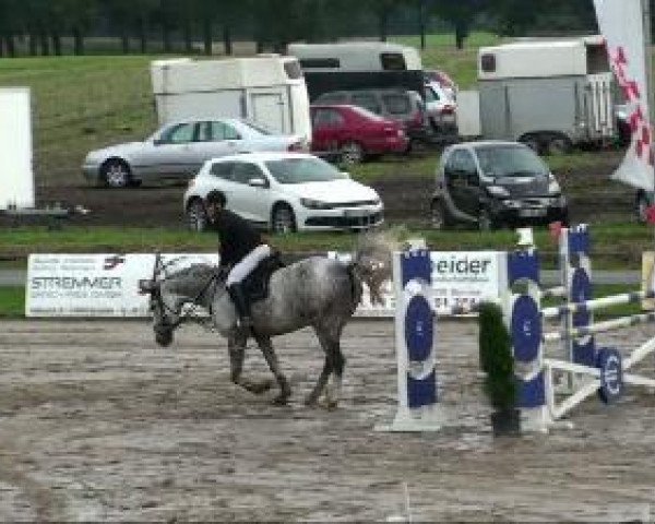 Springpferd Leandra (Westfale, 2001, von Lamerto H)
