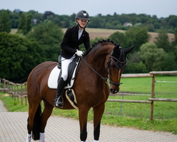 dressage horse Nasteiken D (Trakehner, 2009, from Imperio 3)