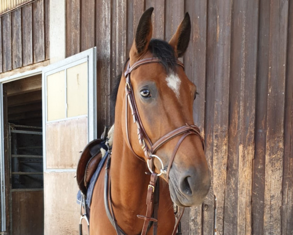 horse Carrera E (Holsteiner, 2017, from Contados)