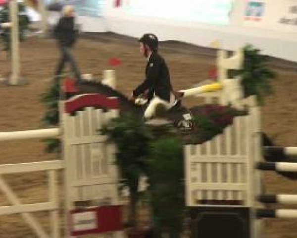 jumper Las Vegas 153 (Westphalian, 2002, from Lancer III)