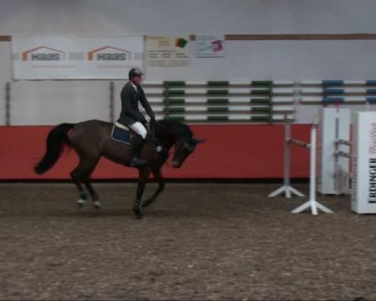 jumper Liza Minelli 20 (Holsteiner, 2004, from Lancer II)