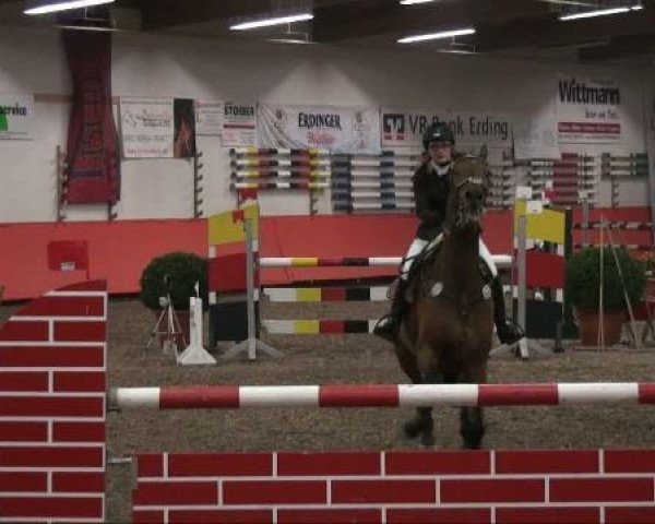 Springpferd Caruso 168 (Holsteiner, 1995, von Calando I)