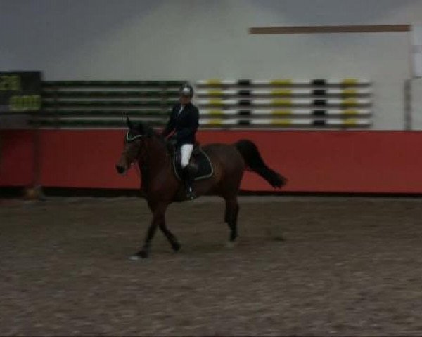jumper Dschina 5 (Bavarian, 1999, from Daimler)