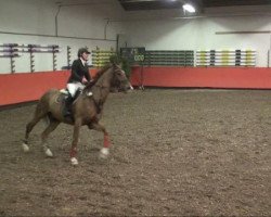 jumper Golden Globe 6 (KWPN (Royal Dutch Sporthorse), 2001, from Jazz Z)