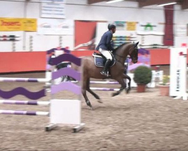 jumper Singapore 6 (Hanoverian, 2005, from Stakkato) jumper Singapore 6 (Hanoverian, 2005, from Stakkato)