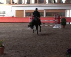 jumper Conzucci (Hanoverian, 2004, from Contendro I)