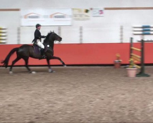 Springpferd Famnig Sol (Westfale, 1999, von Favretto) Springpferd Famnig Sol (Westfale, 1999, von Favretto)