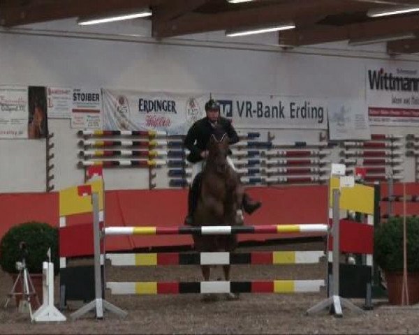 jumper Calisto 14 (Hanoverian, 2003, from Calido I)
