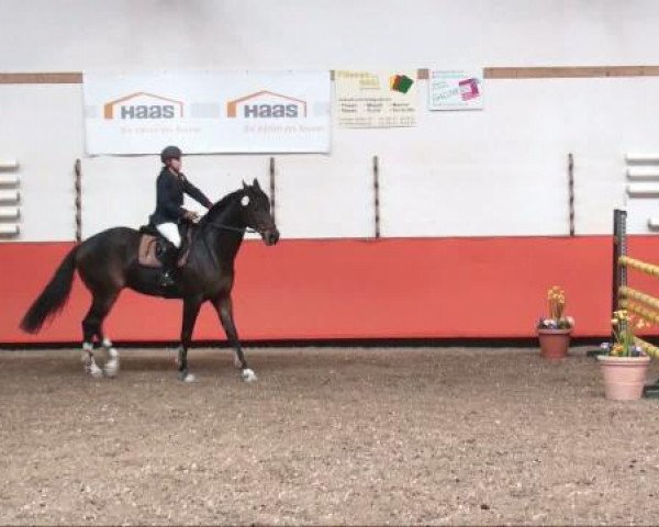 dressage horse Eros (Westphalian, 1996, from Ehrentanz I)