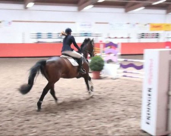 dressage horse Infant 20 (Bavarian, 1996, from Interpol)